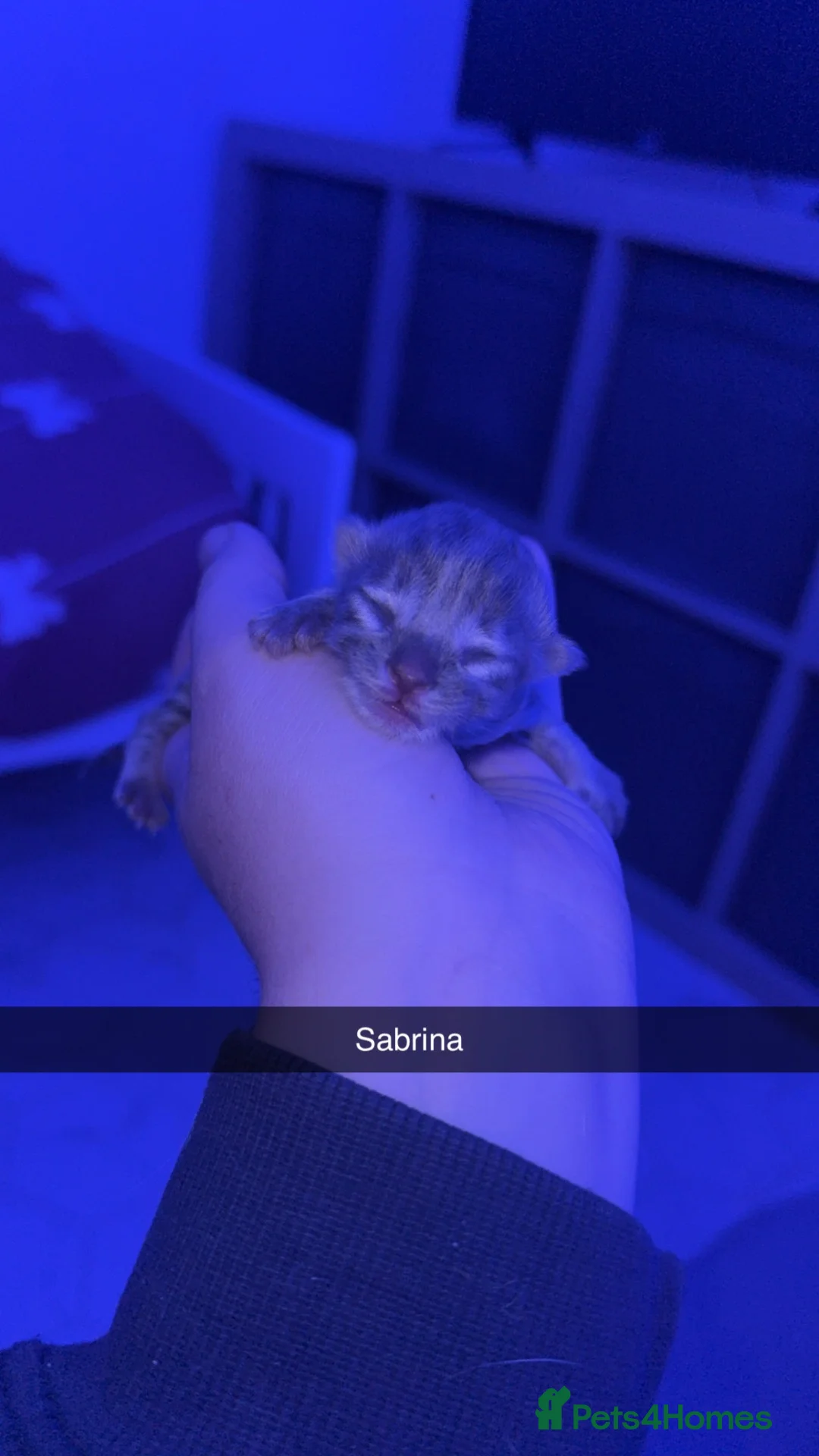 Mixed Breed cats for sale: Stunning Grey and Cream Kittens  - Advert 2