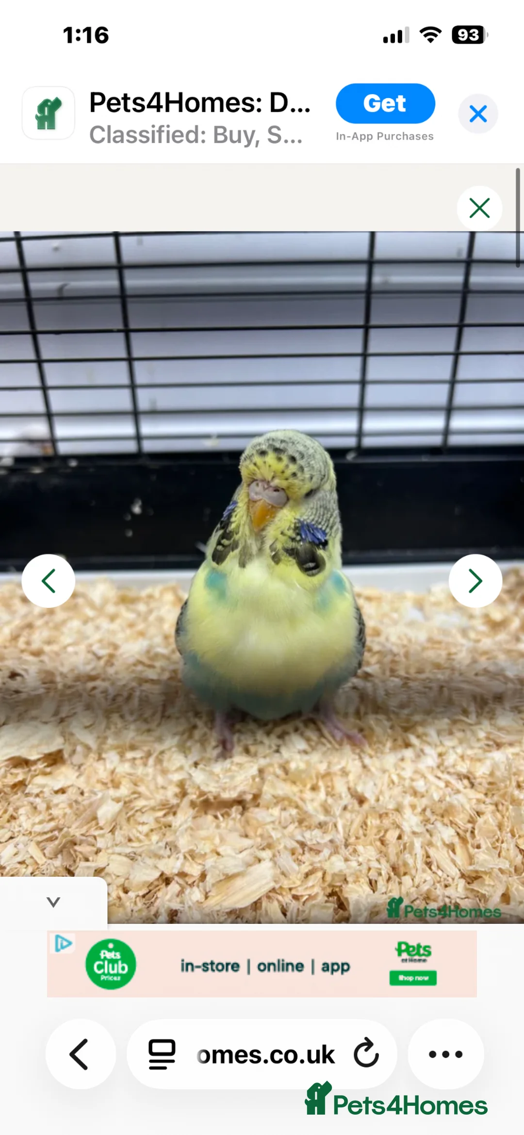 Budgerigars birds for sale: Exhibition female budgies - Advert 14