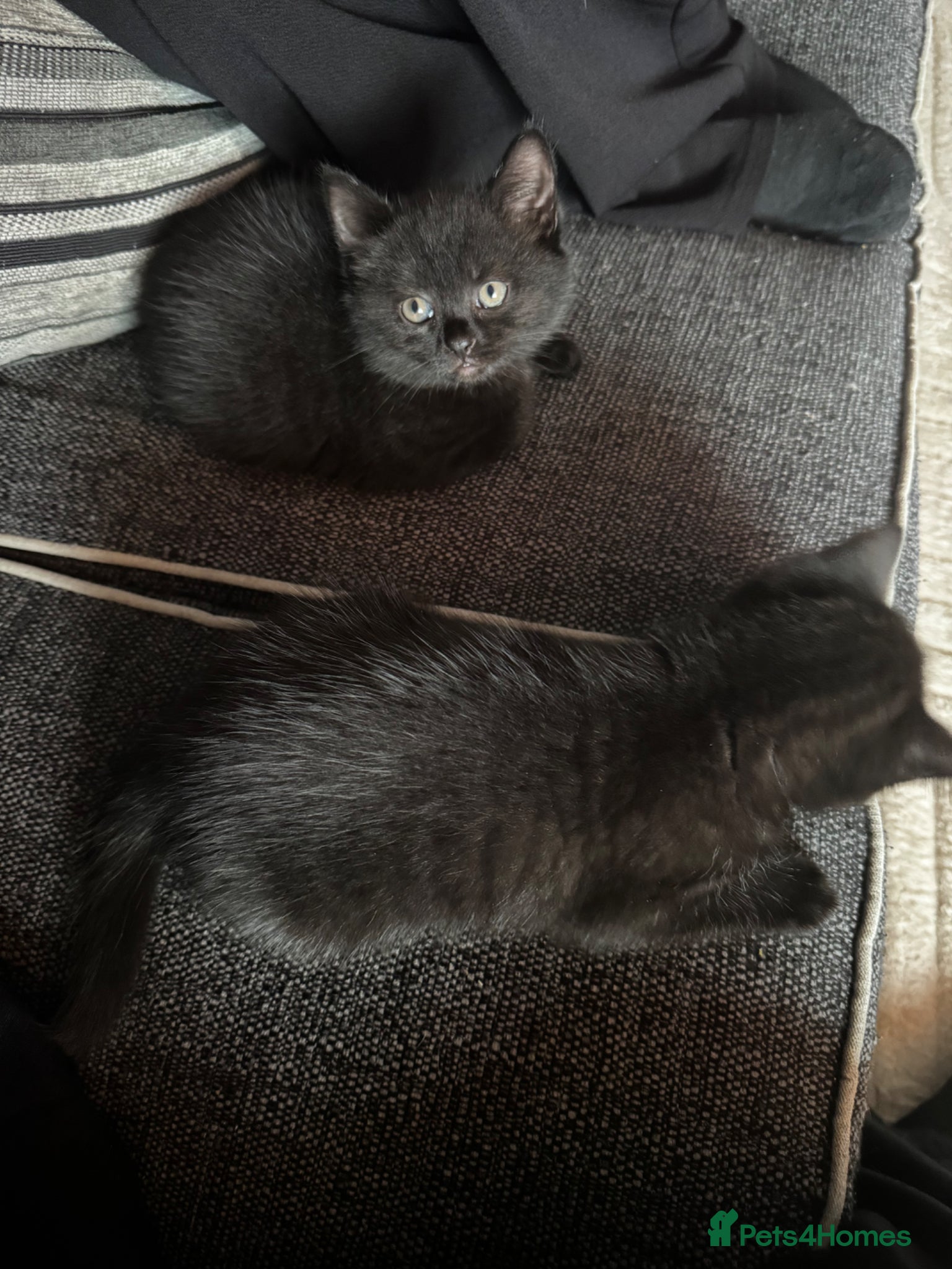 Mixed Breed cats for sale: 2 beautiful female kittens available  - Advert 10