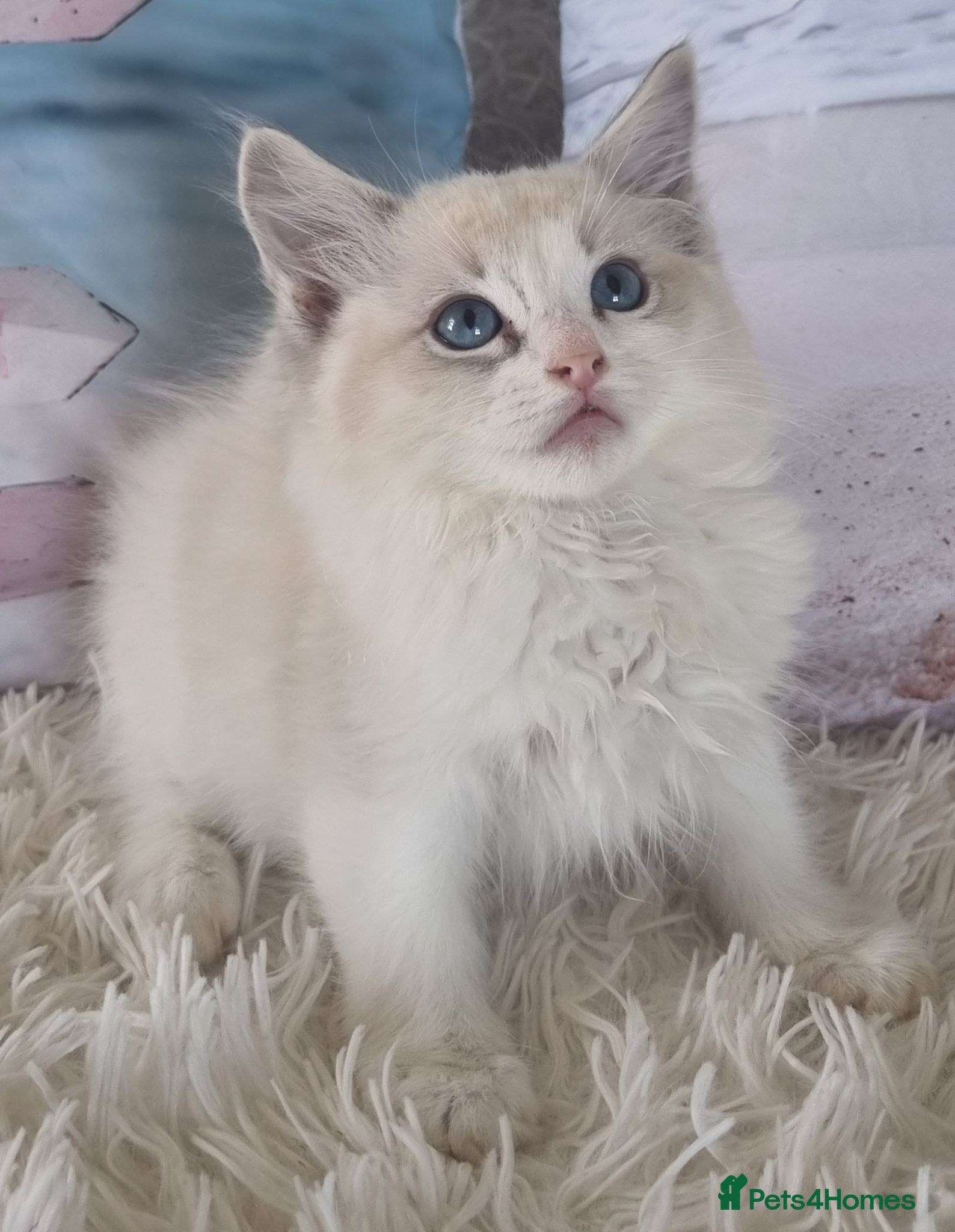 Ragdoll cats 💕Cute Champion line Ragdolls Kittens 💕 - Advert 4
