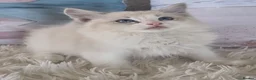 Ragdoll cats for sale: 💕Cute Champion line Ragdolls Kittens 💕 - Advert 1
