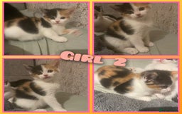 Mixed Breed cats for sale: 8 cute kittens for sale - 5 boys, 3 girls  - Image 3