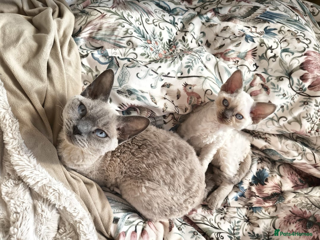 Devon Rex cats for sale: Blue Point Devon Rex Boy 💙 - Image 12