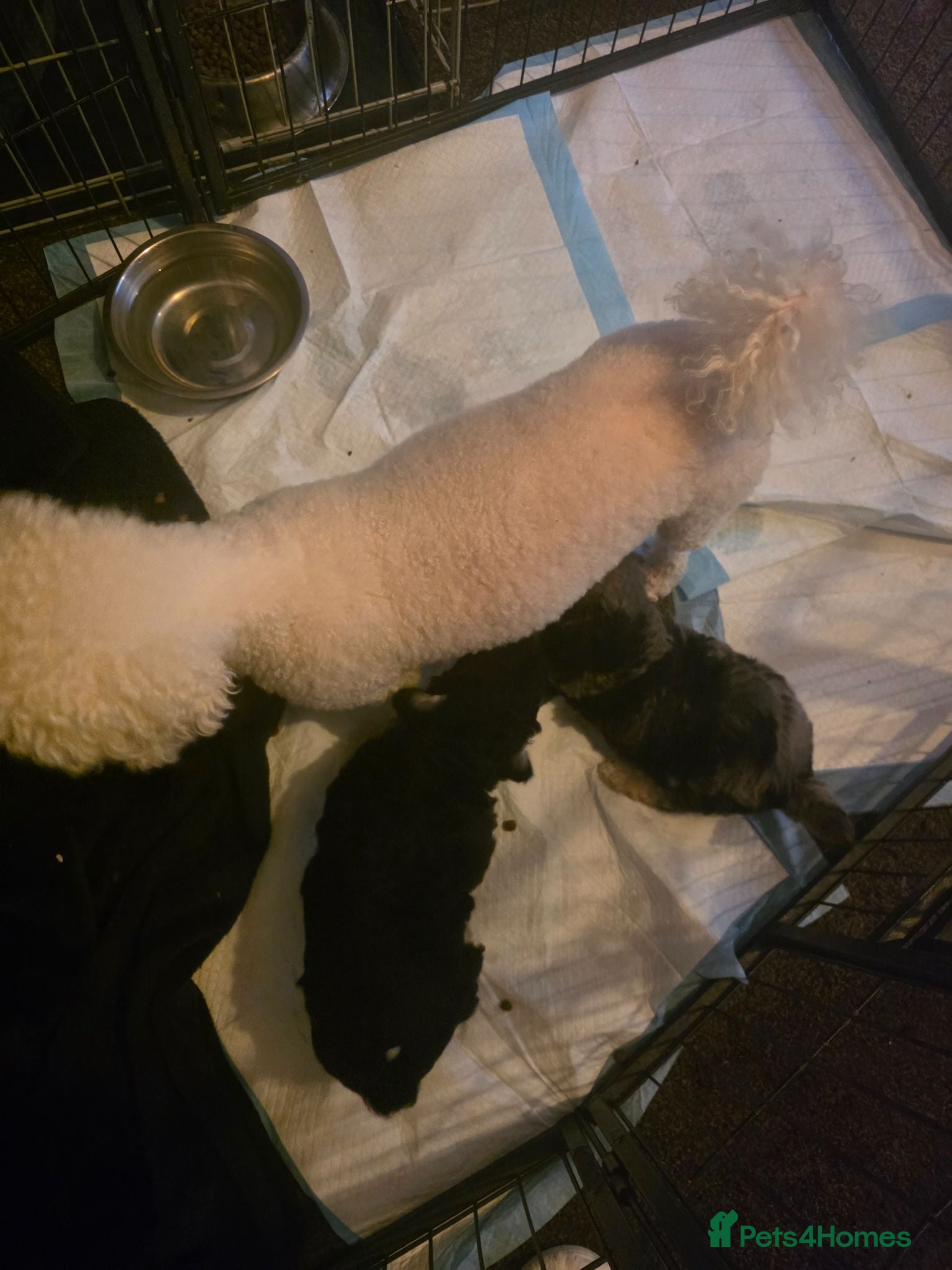 Poochon dogs 4 beautiful poochon puppys for sale  - Advert 1