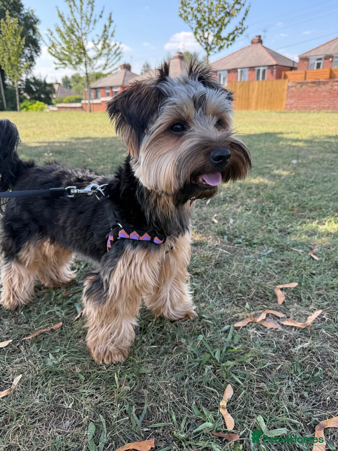 Yorkshire Terrier dogs for stud: Stud Yorshire Terrier - Advert 4