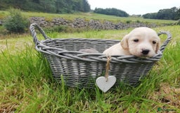 Cockerdor dogs for sale: Gorgeous cockador Puppies - Image 13