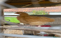 Chickens poultry for sale: Orpington chickens  - Image 6