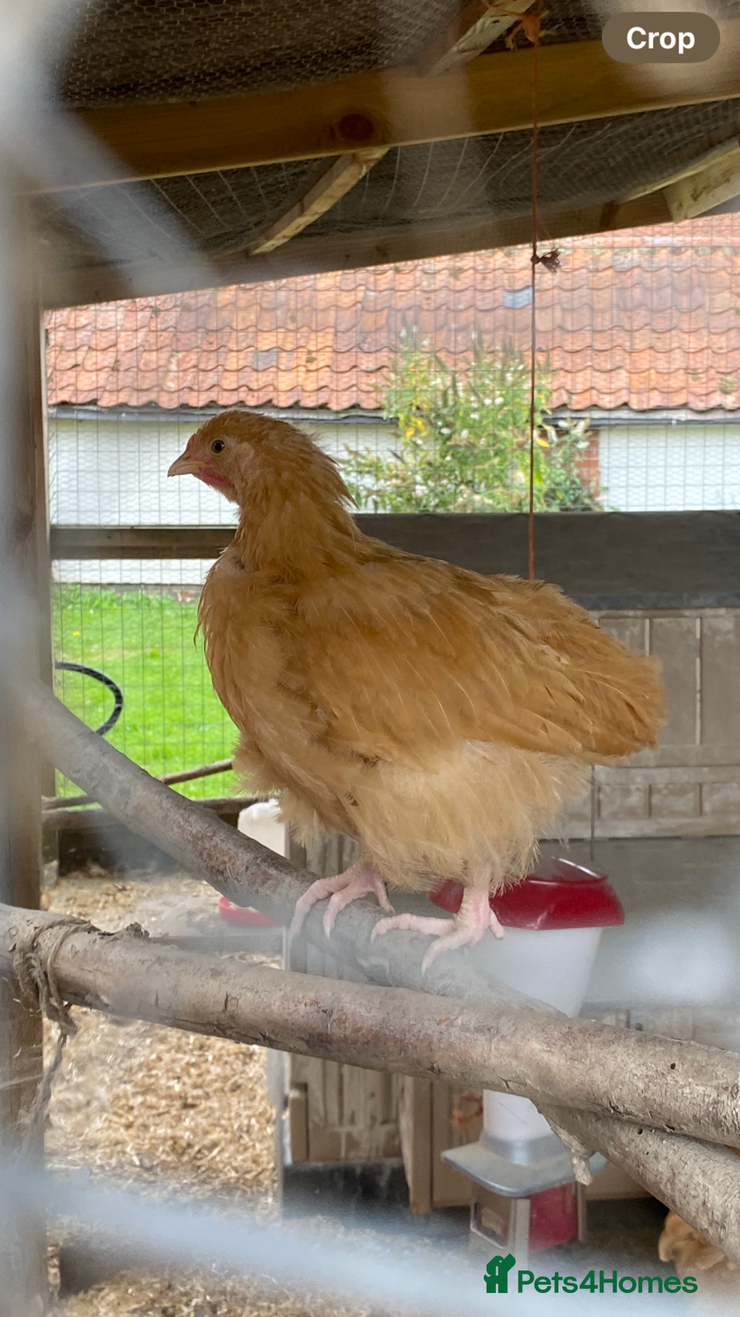 Chickens poultry for sale: Orpington chickens  - Image 6