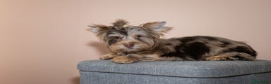 Yorkshire Terrier Puppy 3