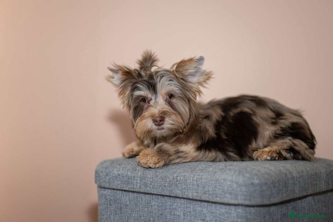 Yorkshire Terrier dogs for sale: Yorkshire Terrier – Merle / Chocolate puppies**    - Advert 34