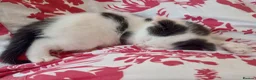 Ragdoll cats for sale: Adorable Ragdoll/Chinchilla Persian kitten  - Advert 24