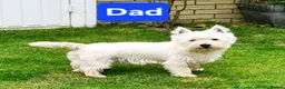 West Highland Terrier dogs for sale: West highland terrier puppies for sale in Newcastle upon Tyne - Advert 3
