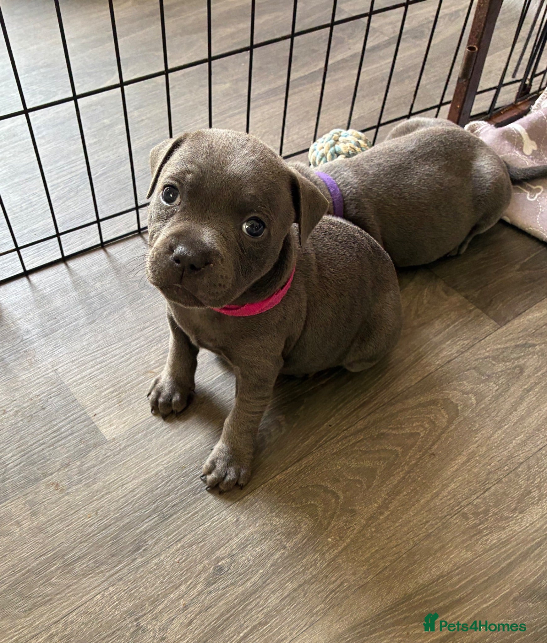 Staffordshire Bull Terrier dogs 💙KC Registered Blue Staffie Puppies💙 - Advert 2