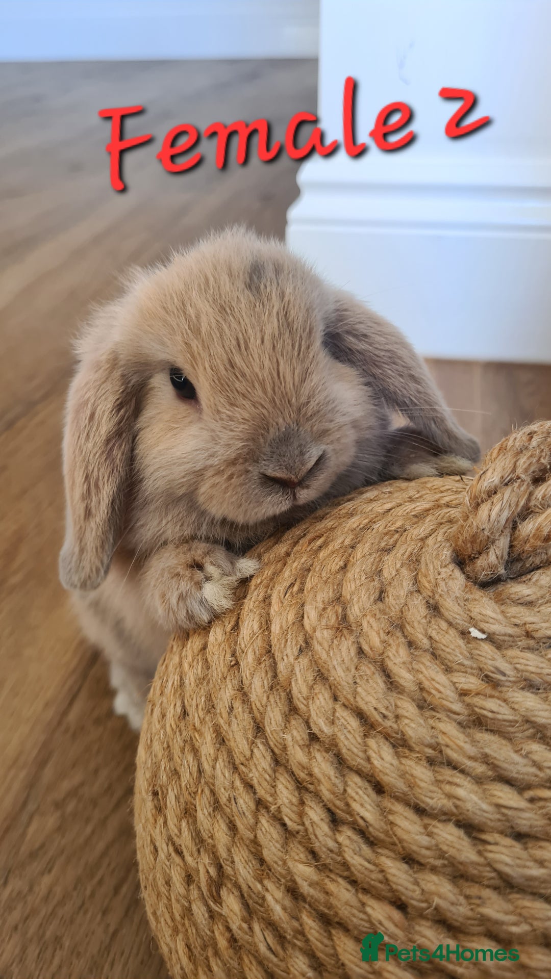 Mini Lop rabbits for sale: 6 Mini Lop Baby Rabbits - 4 females, 2 males - Image 6