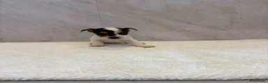 Jack Russell 4
