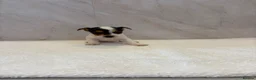 Jack Russell dogs for sale: Jack russell - Advert 4