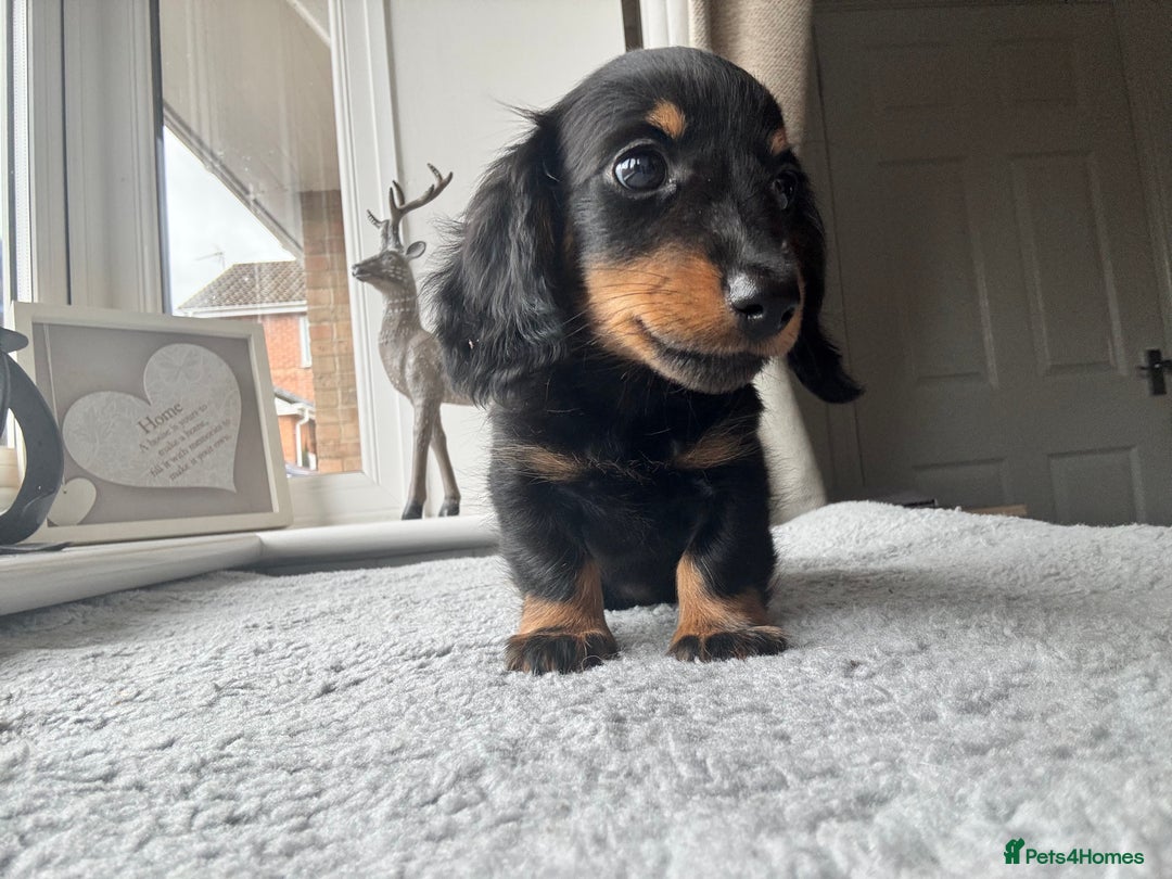 Dachshund dogs for sale: READY NOW LONGHAIRED MINIATURE DACHSHUNDS - Image 13