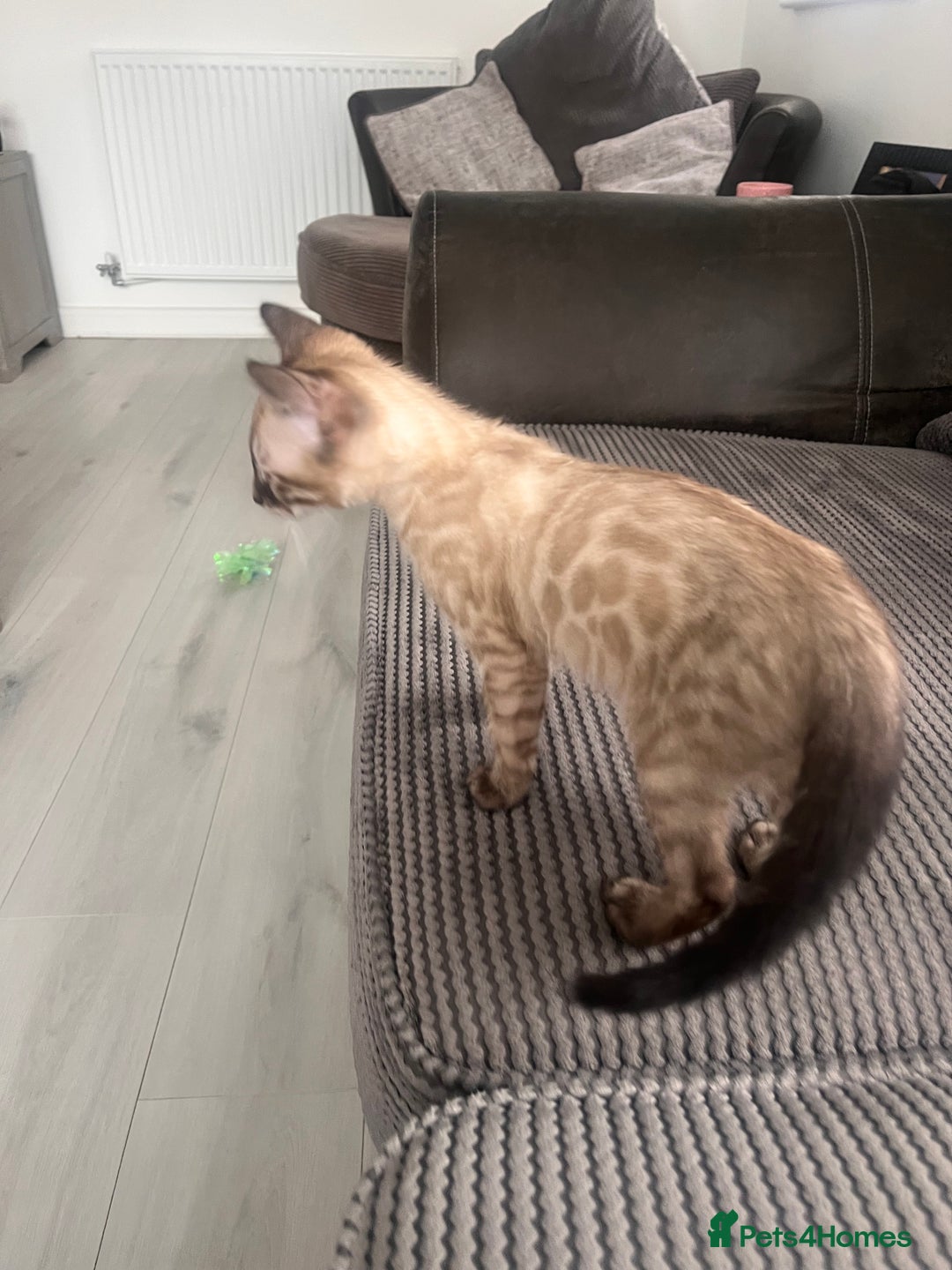 Bengal cats for sale: Stunning full pedigree bengal kittens *READY*  - Image 22