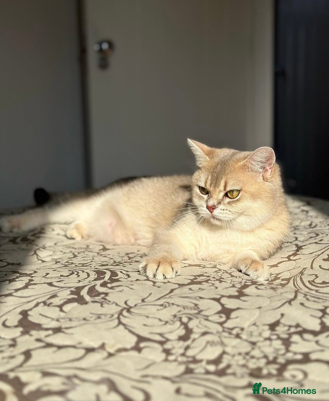 British Shorthair cats for sale: ‼️READY NOW‼️ 2 kittens left  - Advert 13