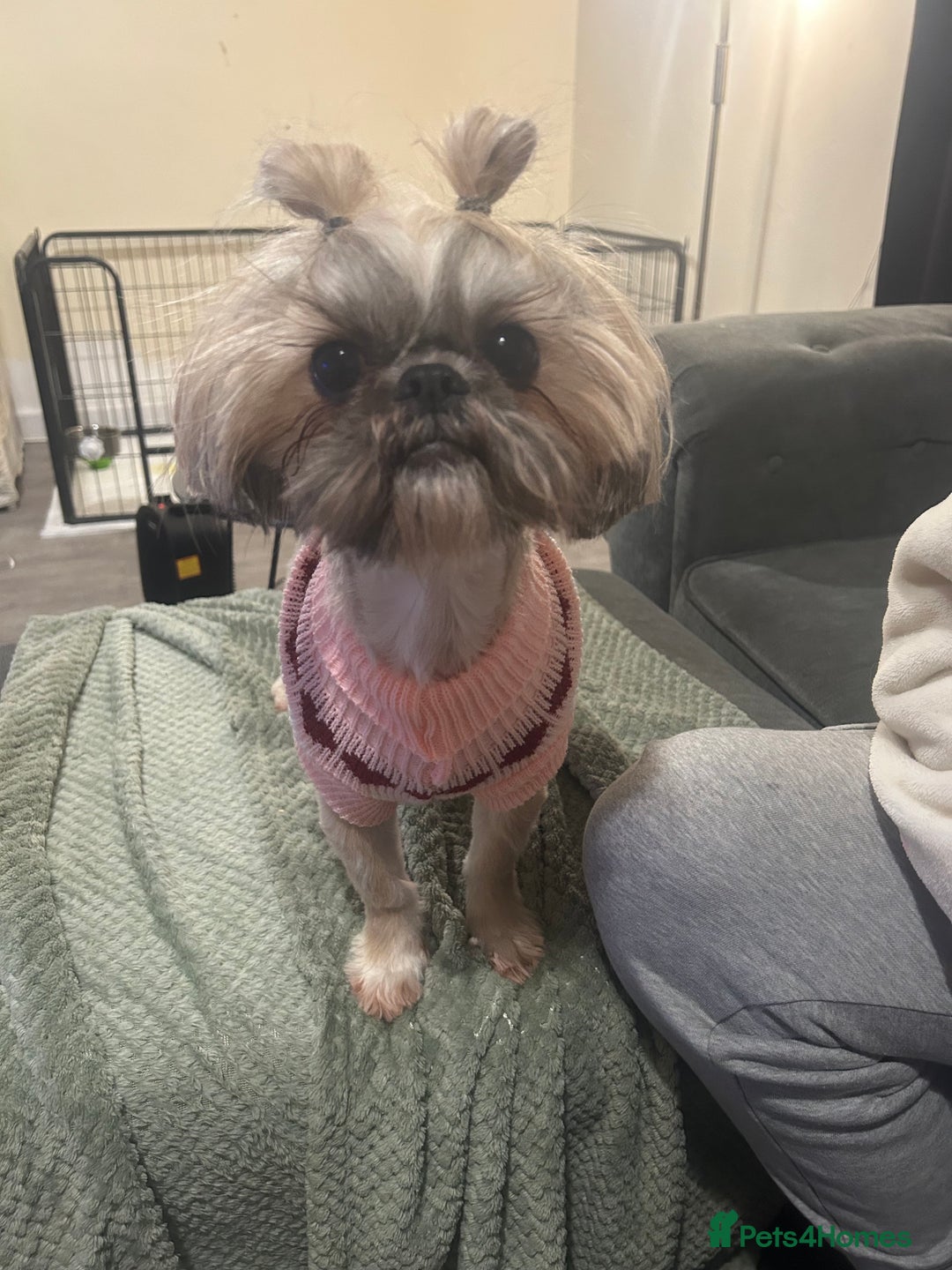 Shih Tzu dogs for sale: 2 boys 2 girls gorgeous shih tzus - Advert 8