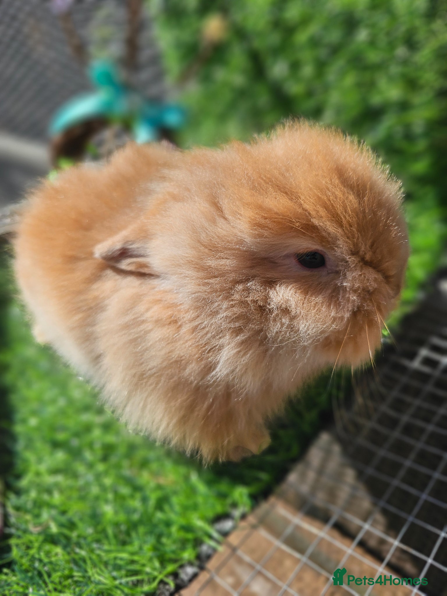 Angora rabbits Teddy lions , Angora x Lionhead - Advert 2