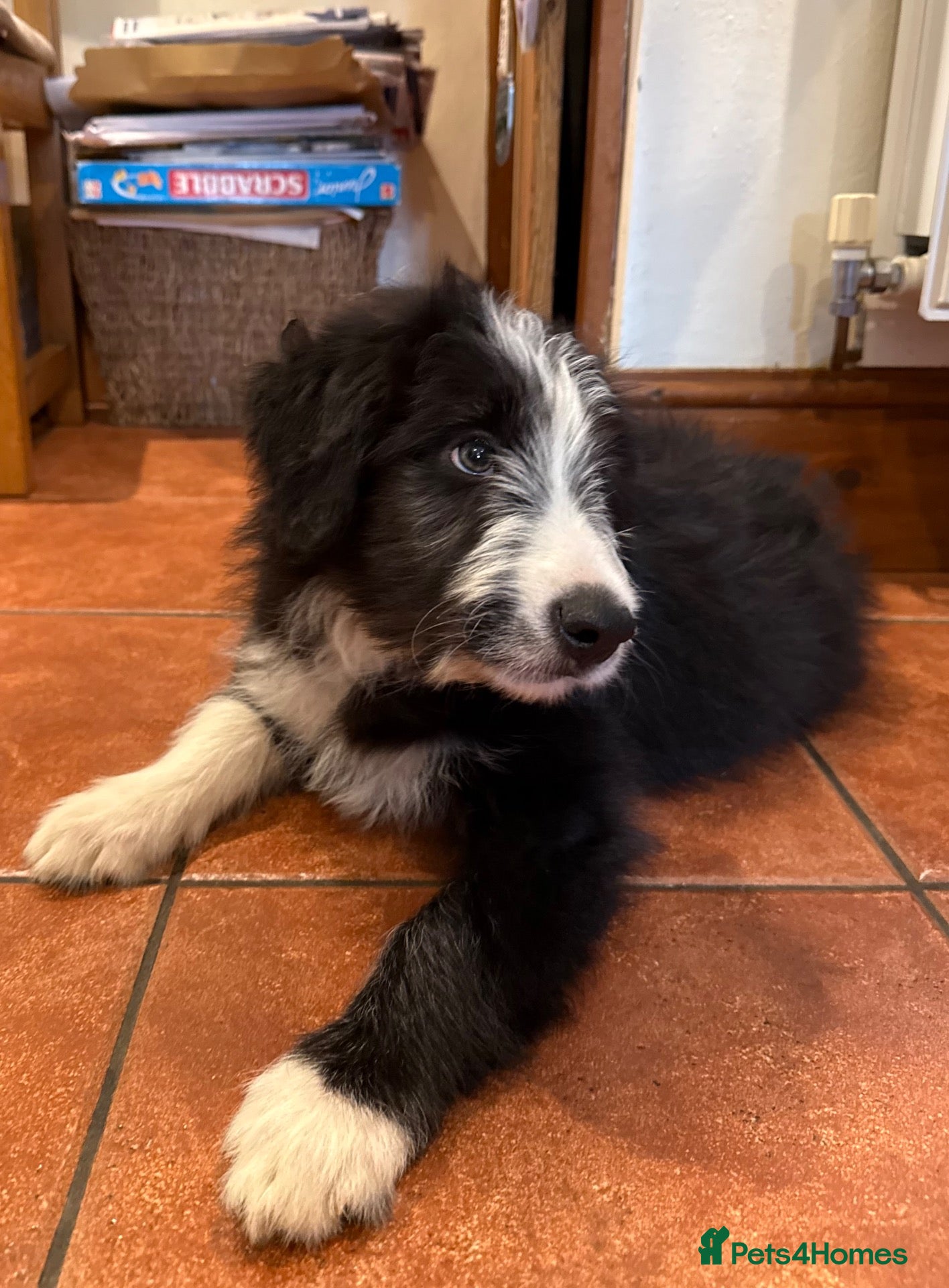 Bearded Collie dogs Two beautiful beardie pups for sale! - Advert 1