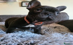 French Bulldog dogs for sale: 5 Beautiful French bulldogs - Image 9