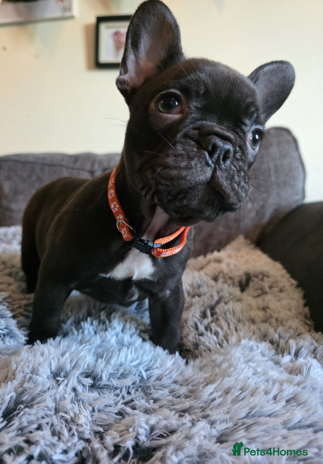 French Bulldog dogs for sale: 5 Beautiful French bulldogs - Image 9