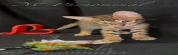Savannah cats for sale: Exceptional Quality Tica Regist. Savannah kittens - Advert 13