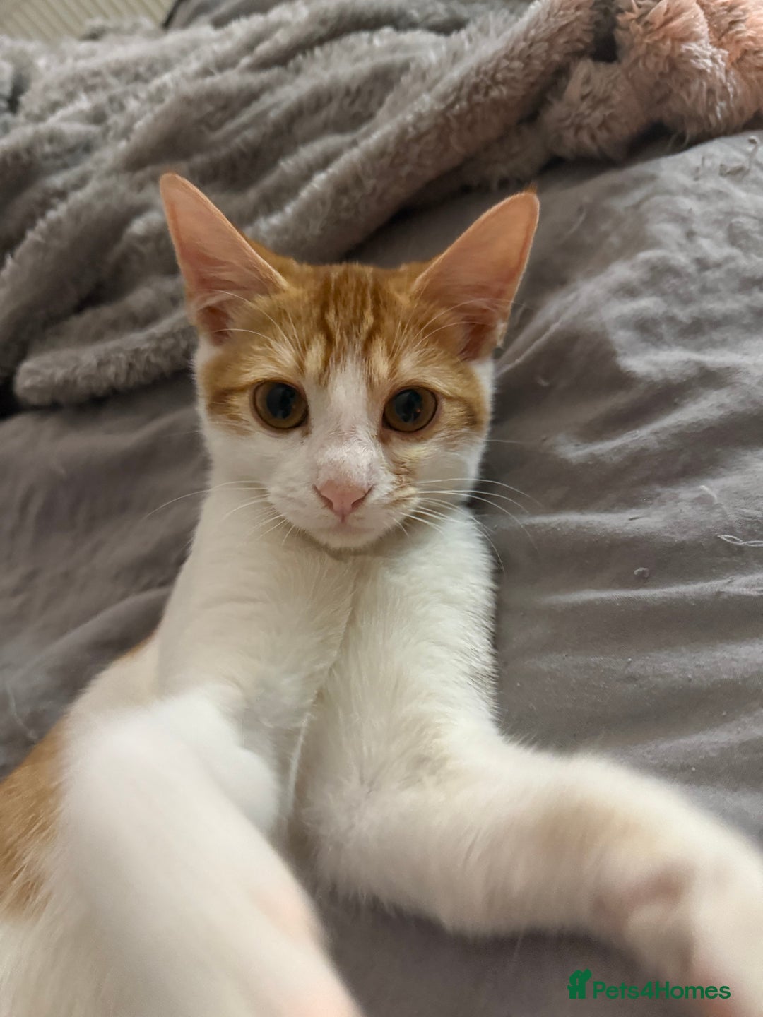 Domestic Shorthair cats for sale: Lovely male kitten for sale - Image 4