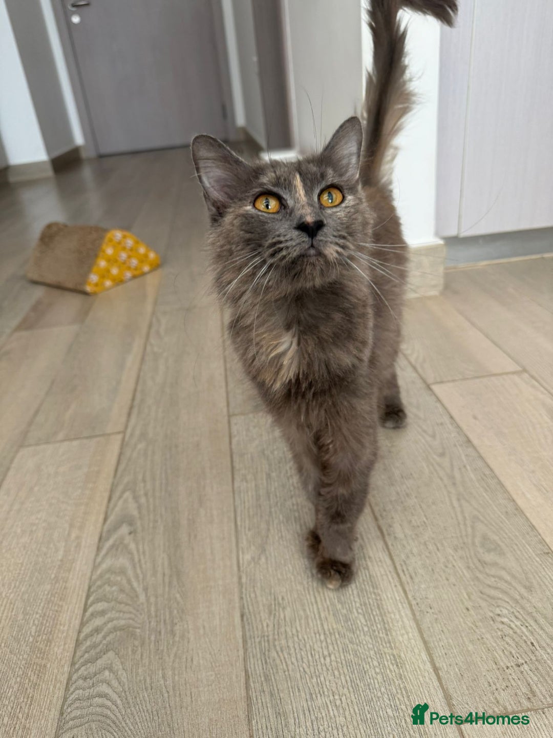 Mixed Breed cats for adoption: LILLI MIX PERSIAN GIRL SOAYED CALM AFFECTIONATE  - Advert 4