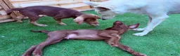 Mixed Breed dogs for sale:  ❤️Last 2! HUSKY SHEPHERD X WEIMARANER BOYS READY - Advert 25