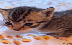 Mixed Breed cats for sale: Beautiful happy kittens ready for forever homes - Image 11