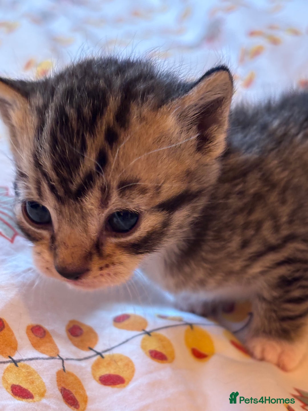 Mixed Breed cats for sale: Beautiful happy kittens ready for forever homes - Image 11