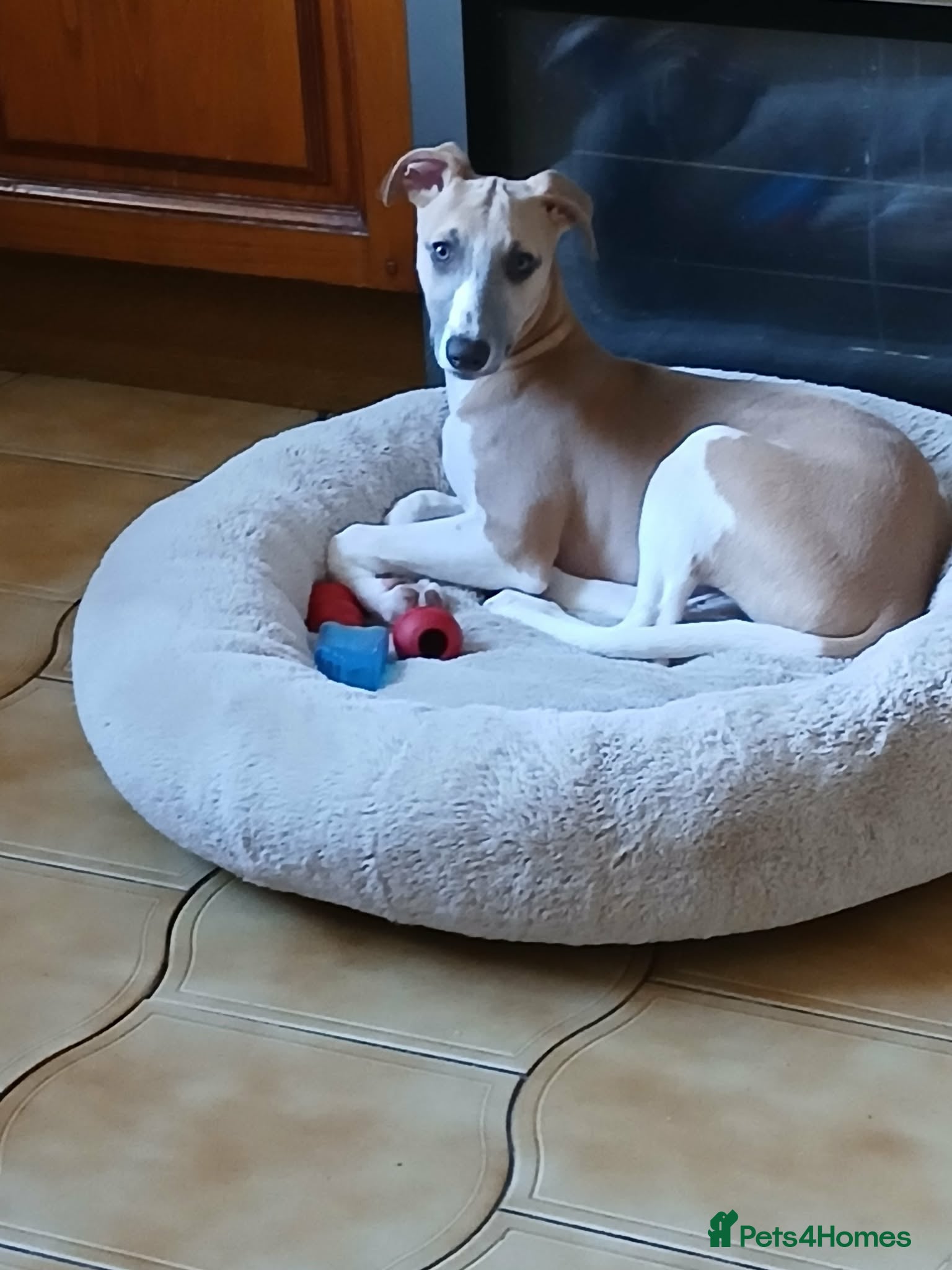 Whippet dogs for sale: 5 months old whippet male  in Carmarthen - Advert 2