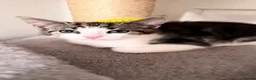 Domestic Shorthair cats for sale: Domestic Shorthair Tabby - Advert 35