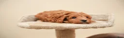 Cockapoo dogs for sale: Gorgeous Cockapoo For Sale  - Advert 15