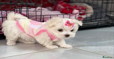 Maltese dogs - Advert 10