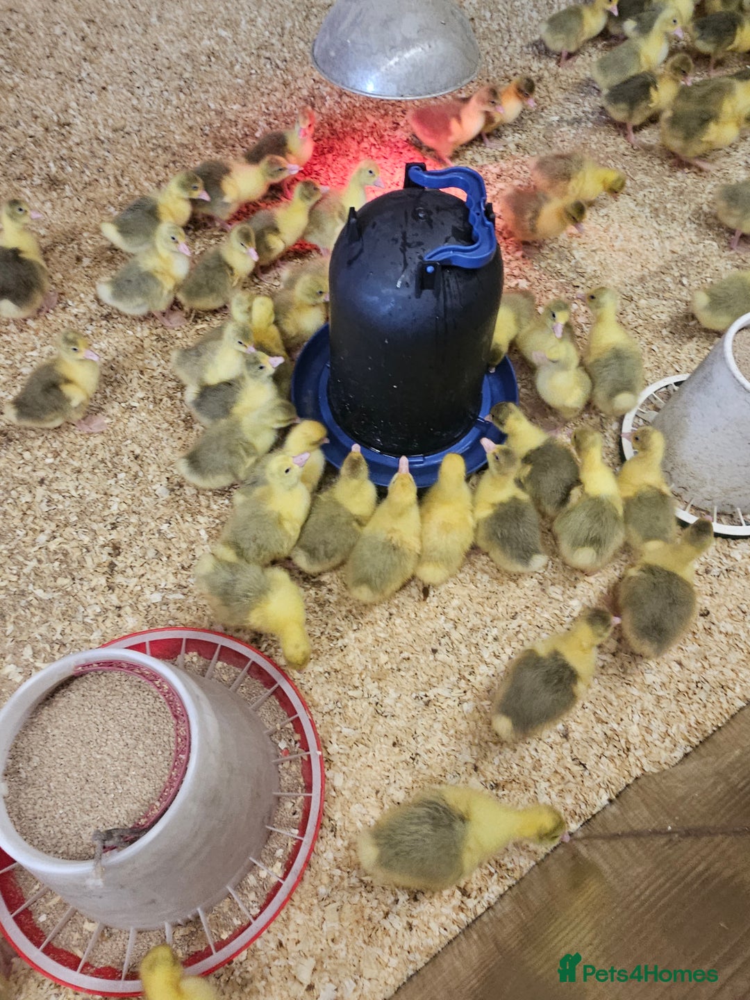 Geese poultry for sale: Day old Goslings for sale  in Shifnal - Image 4