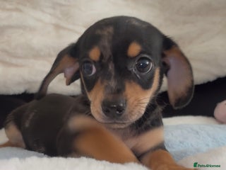 Dachshund dogs Gorgeous mini Dacshund X puppies🐾 - Advert 4