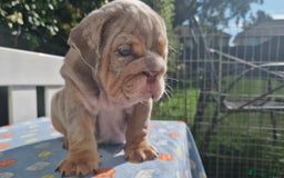 English Bulldog dogs for sale: HEALTHY HAPPY QUALITY PEDIGREE ENGLISH BULLDOG  - Image 5