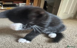 Mixed Breed cats for sale: 3 beautiful playful kittens  - Image 10