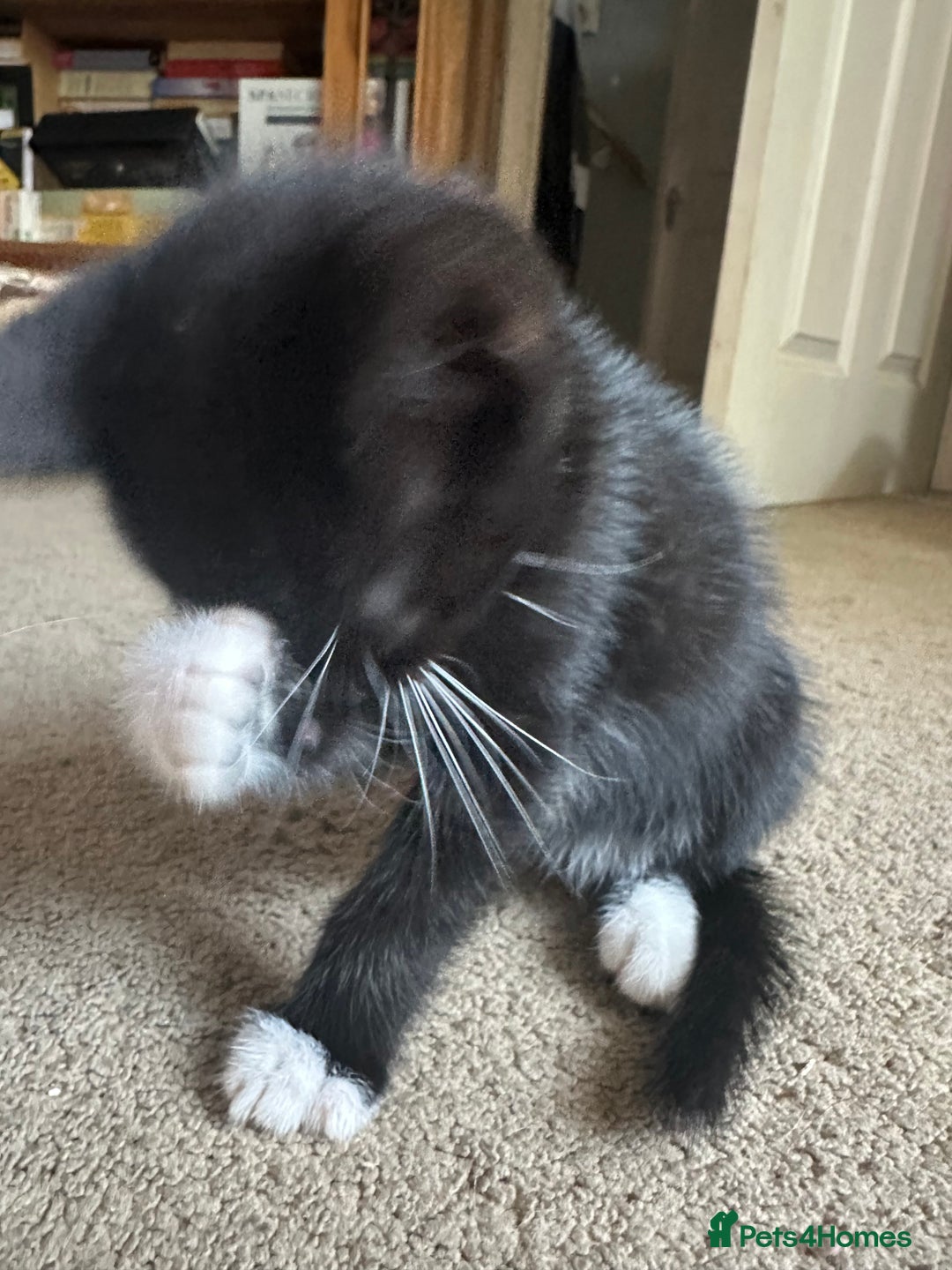 Mixed Breed cats for sale: 3 beautiful playful kittens  - Image 10