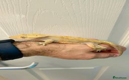 Gecko reptiles for sale: Sub adult CB24 Dalmatian crested geckos for sale  - Image 3