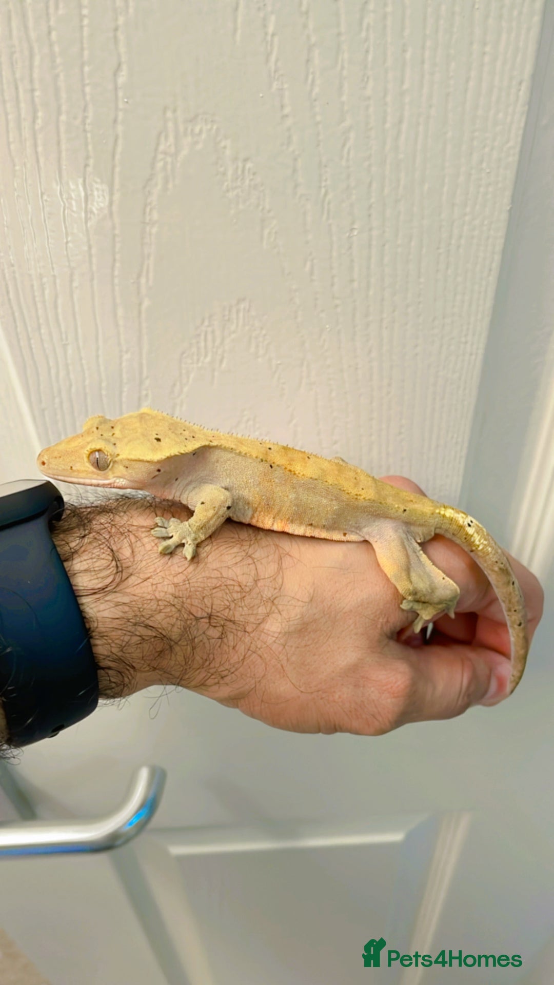 Gecko reptiles for sale: Sub adult CB24 Dalmatian crested geckos for sale  - Image 3