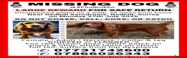 MISSING DOG - PLEASE LET ME KNOW IF YOU SEE HER HERE