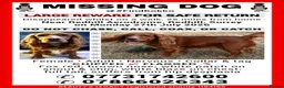 Cocker Spaniel dogs for sale: MISSING - RED WORKING COCKER SPANIEL in Redhill - Advert 2