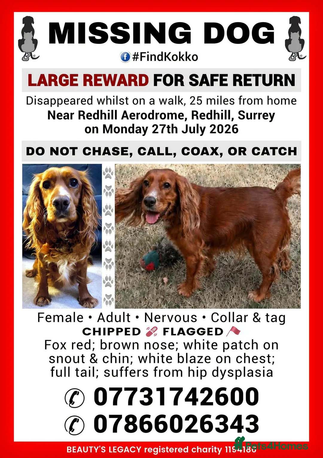 Cocker Spaniel dogs for sale: MISSING - RED WORKING COCKER SPANIEL in Redhill - Advert 2