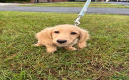 Miniature Dachshund dogs for sale: Full Cream Minature Dachshunds - Image 8
