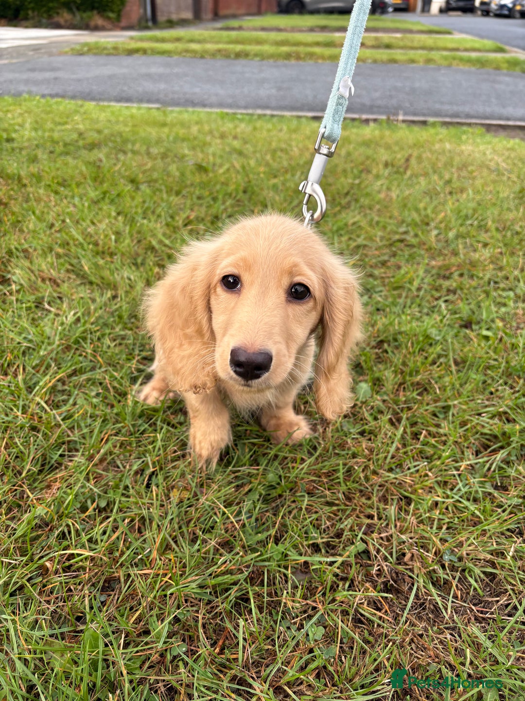 Miniature Dachshund dogs for sale: Full Cream Minature Dachshunds - Image 8